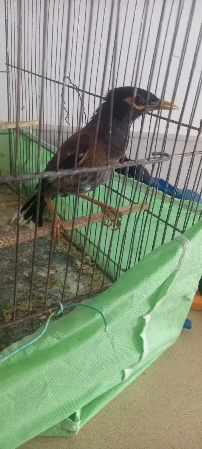 مرغ مینا|پرنده|رفسنجان, |دیوار