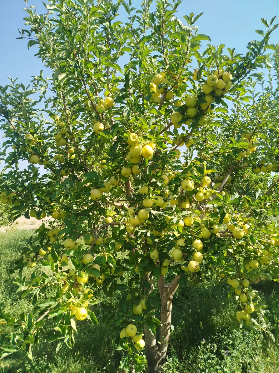 میوه سیب زرد|خوردنی و آشامیدنی|تهران, حبیب الله|دیوار