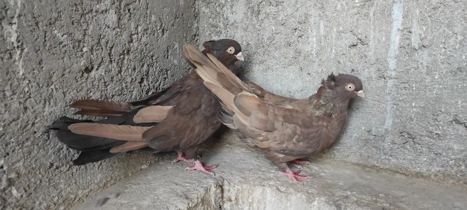 کبوتر سرابی|پرنده|برخوار, |دیوار