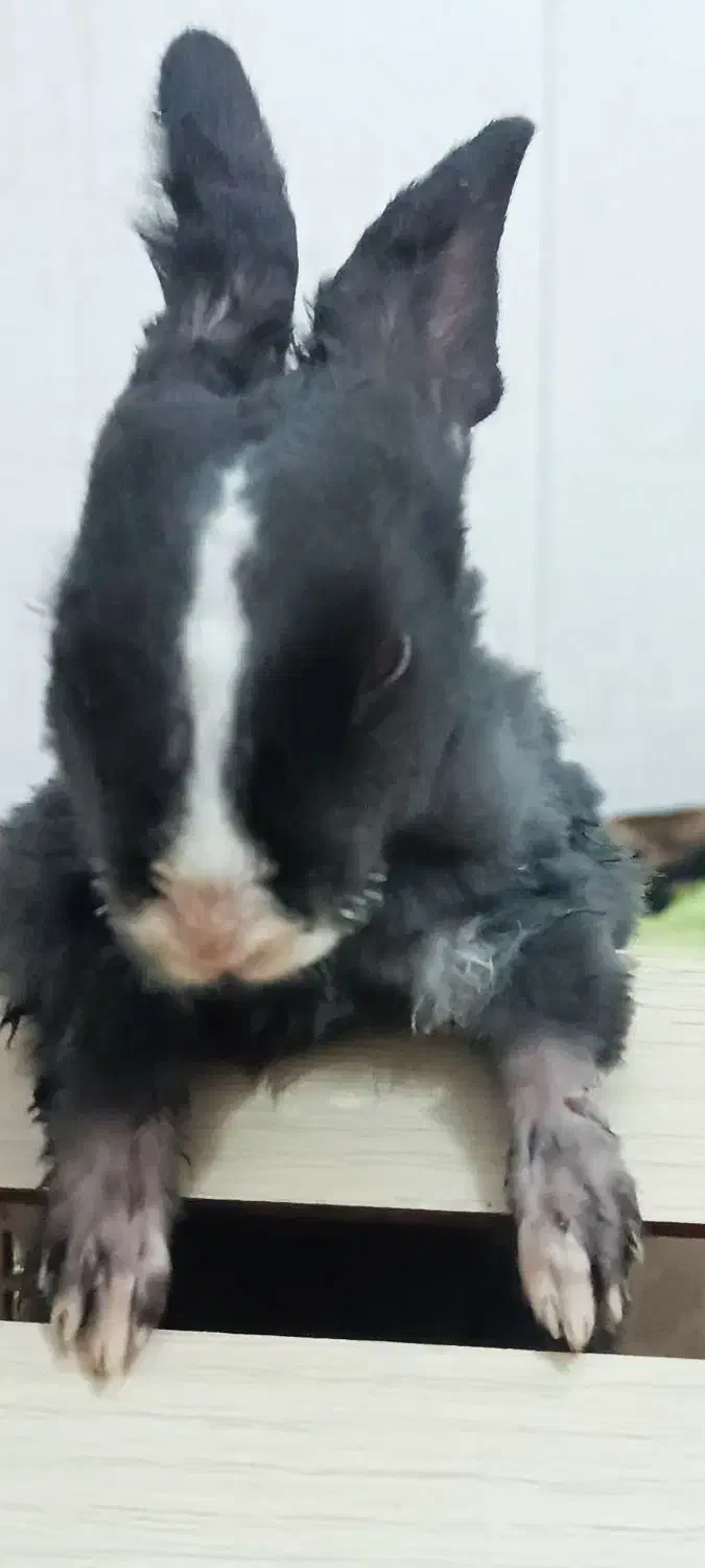 فروش|موش و خرگوش|فردوس (خراسان), |دیوار