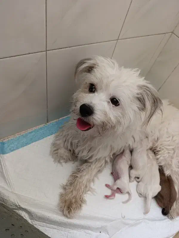 سگ گمشده در بلوار رازی|حیوانات|شیراز, شهرک مفتح|دیوار