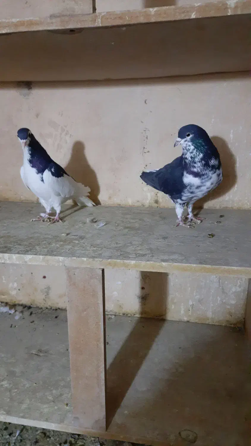 کبوتر جفتی|پرنده|سبزوار, امیر کبیر|دیوار
