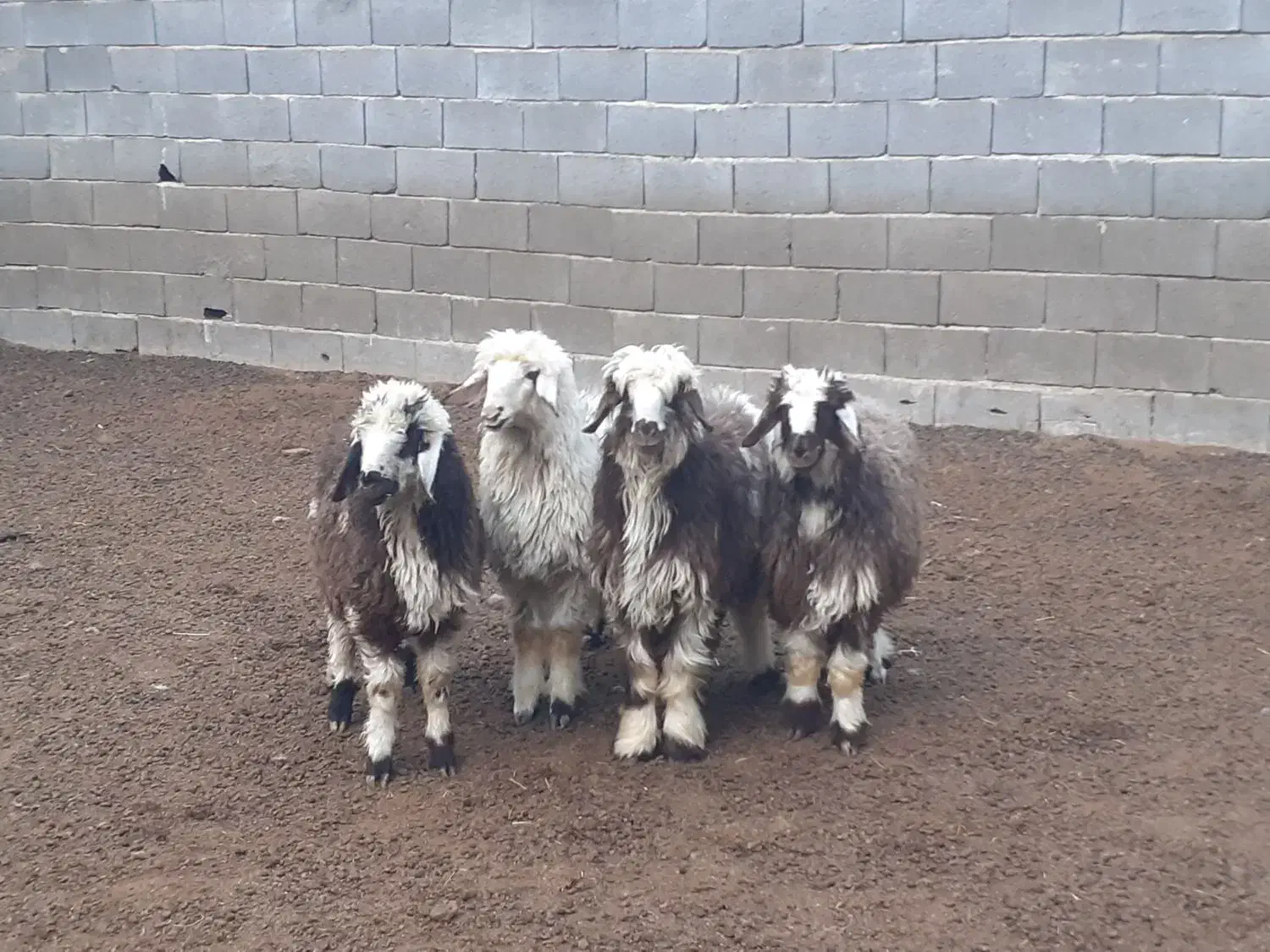 بره ریز،بز،میش،بزغاله|حیوانات مزرعه|مبارکه, |دیوار