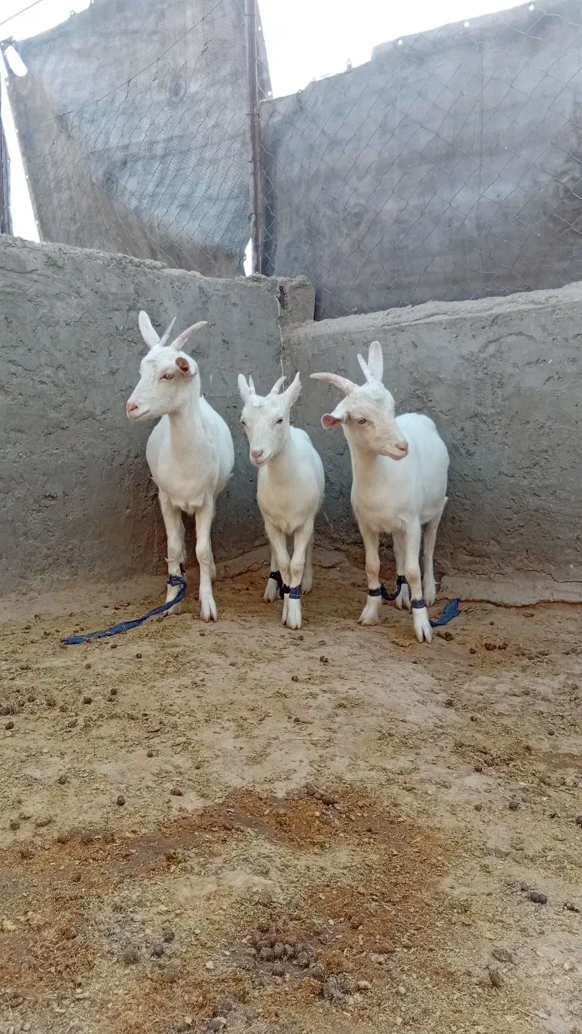 بزسانن بزغاله اصل|حیوانات مزرعه|خواف, |دیوار