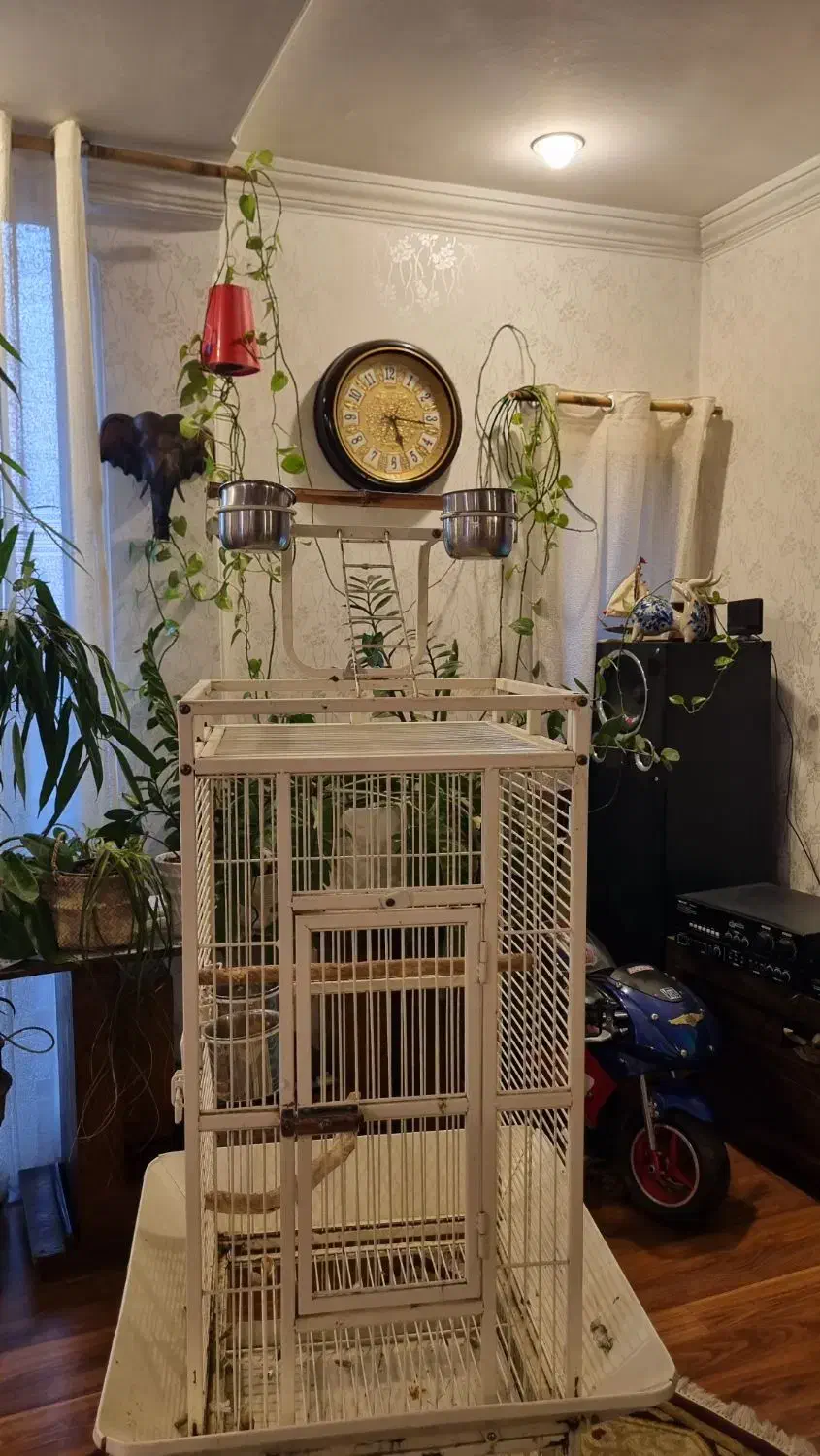 قفس طوطی|لوازم جانبی حیوانات|تهران, میرداماد|دیوار