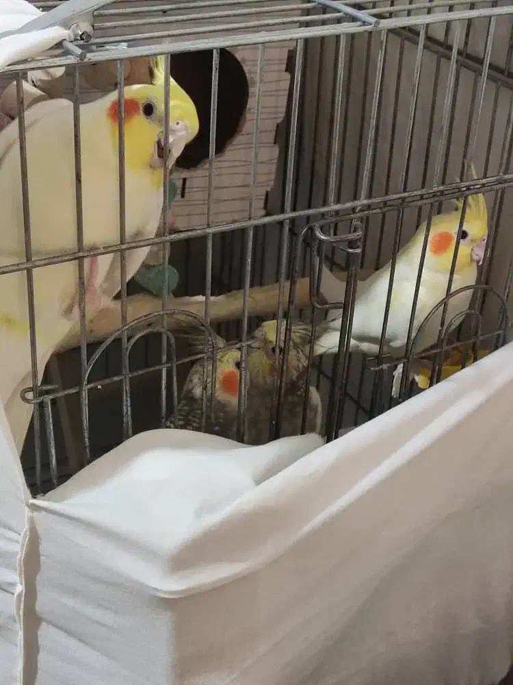 جوجه عروس هلندی|پرنده|وحیدیه, |دیوار