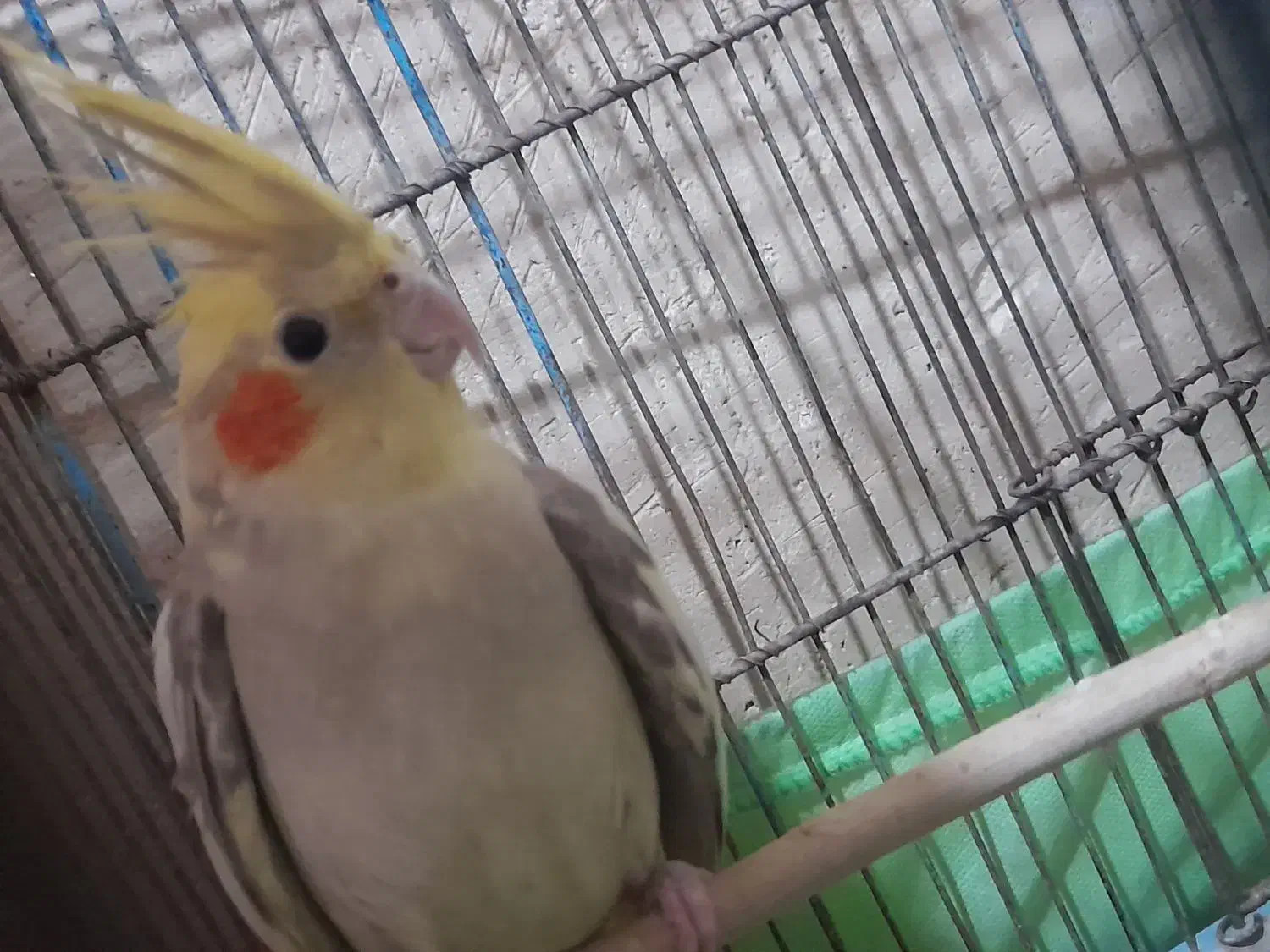 عروس هلندی|پرنده|ساوه, |دیوار