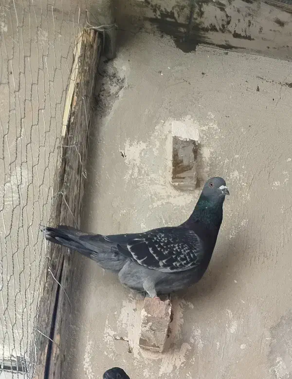 کفتر مسافتی|پرنده|زرند, |دیوار