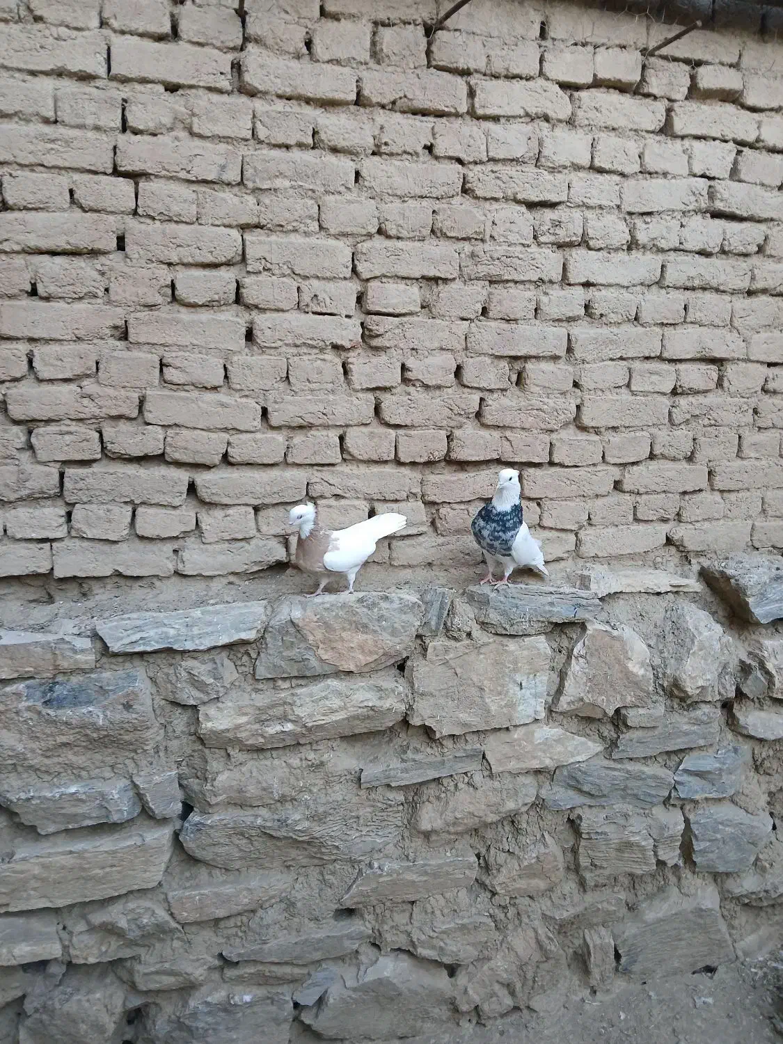 طوقی|پرنده|اسدآباد, |دیوار