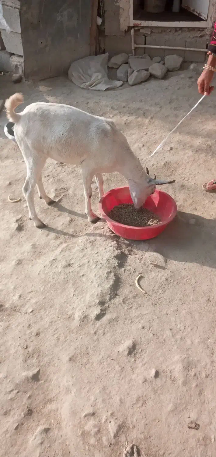 گیسه فروشی|حیوانات مزرعه|میناب, |دیوار