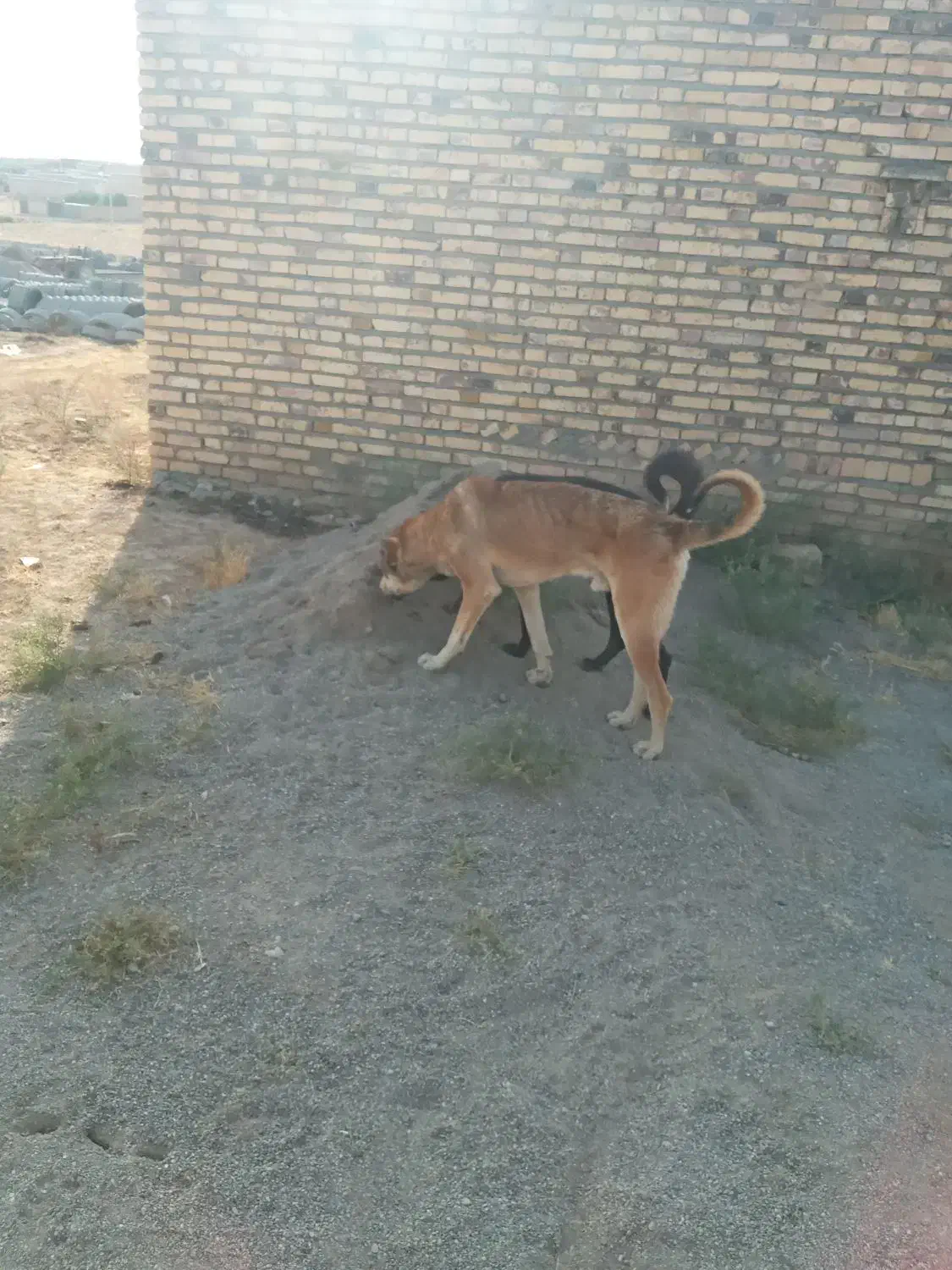 سگ سرابی|سگ|ایجرود, |دیوار