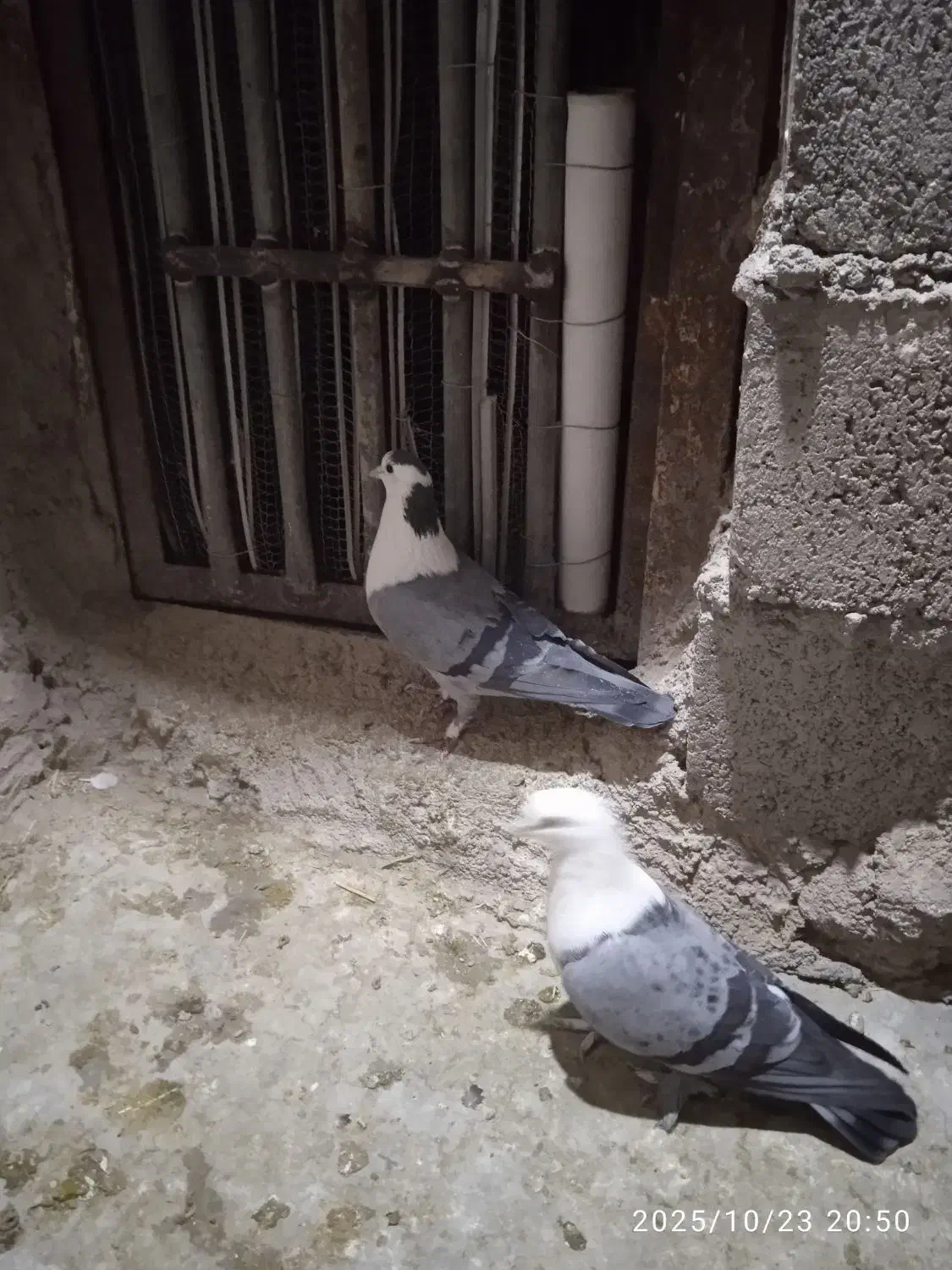 نر و ماده بدرنگ دم سفید کلایی|پرنده|ماهان, |دیوار