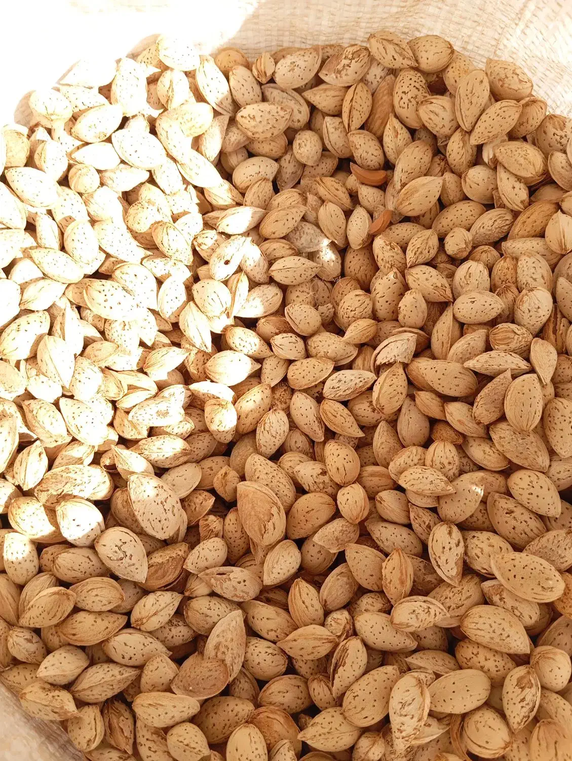 بادام سفید|عمدهفروشی|زاینده رود, |دیوار