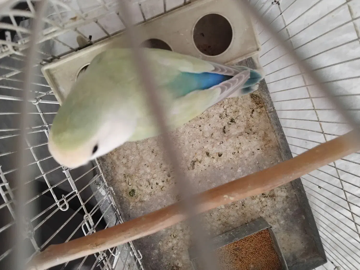 طوطی برزیلی رنگ خاص ماده|پرنده|ملارد, |دیوار