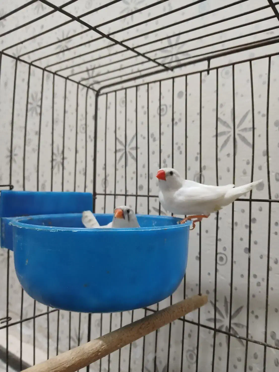 فنچ سفید|پرنده|کرمان, |دیوار