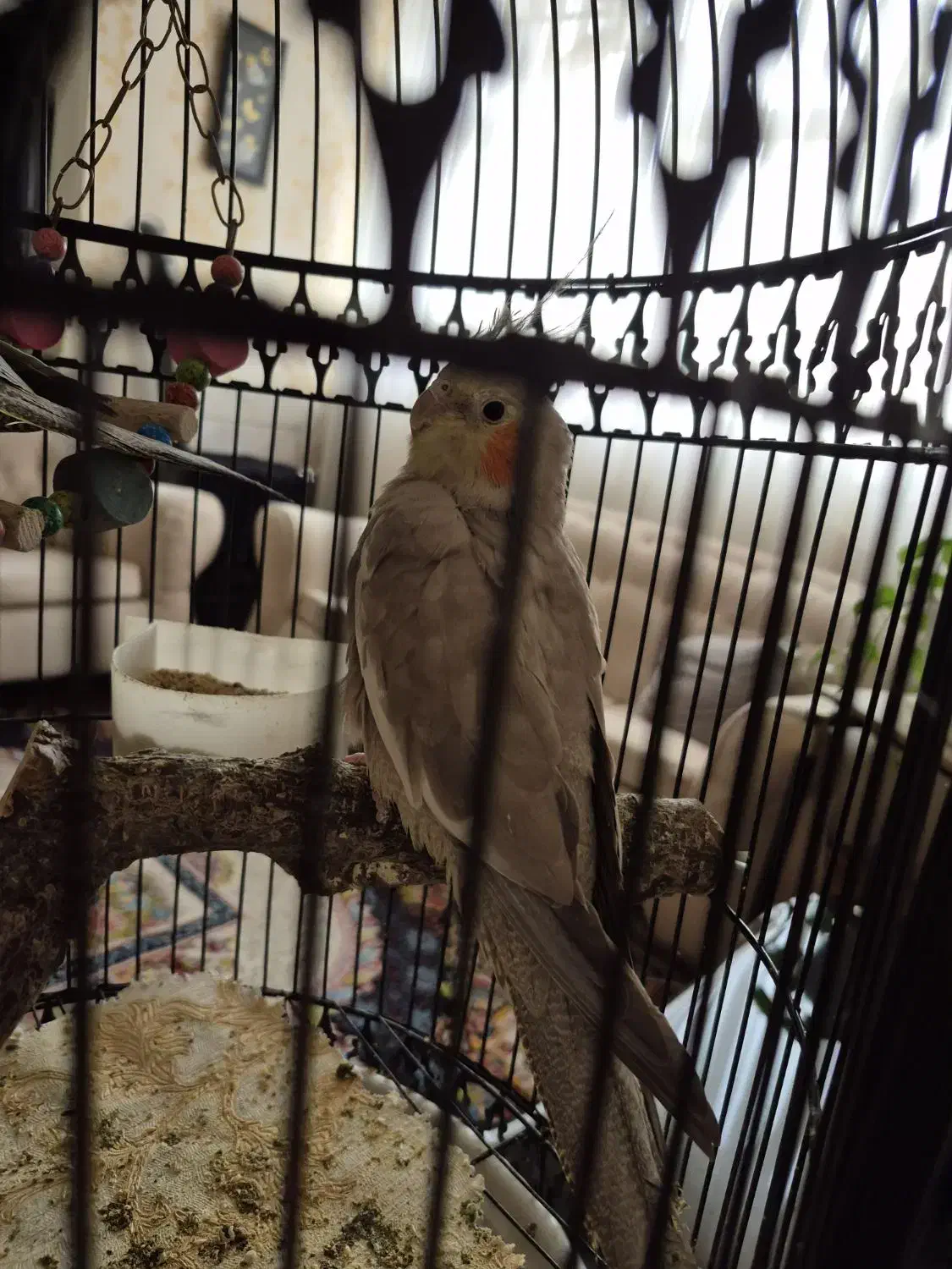 عروس هلندی|پرنده|مشهد, خرمشهر|دیوار