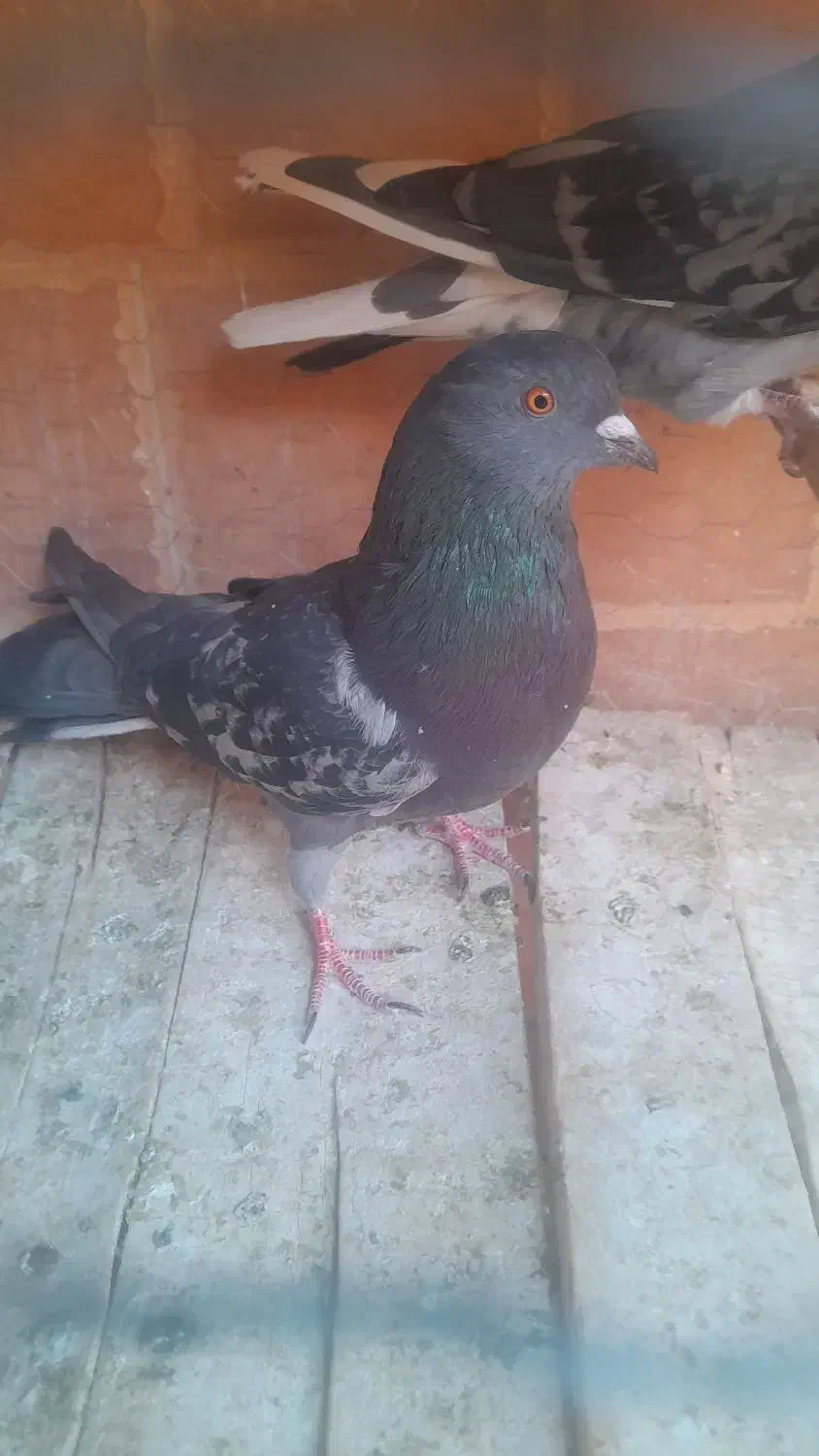 کبوتر تهرانی|پرنده|نائین, |دیوار