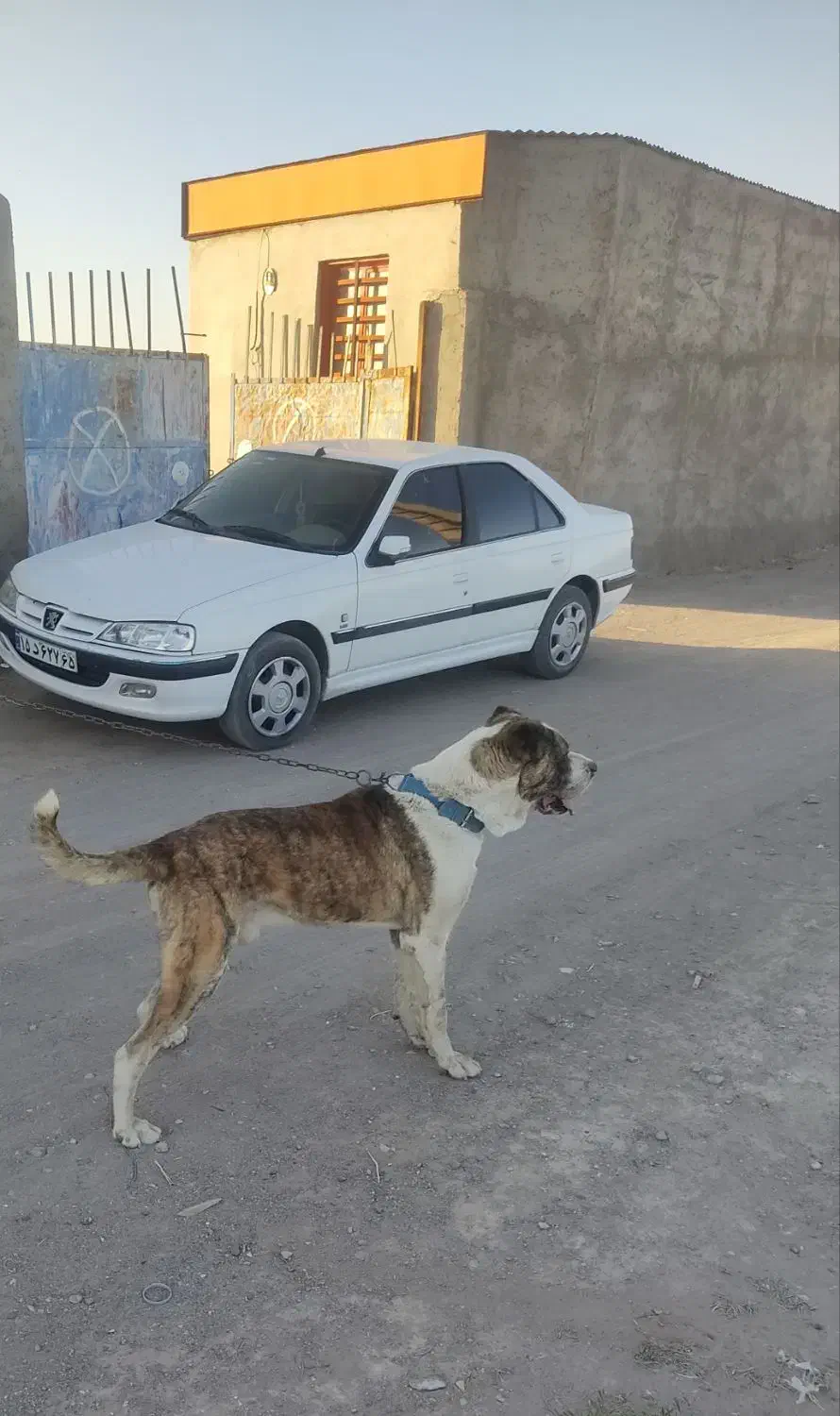 سگ افغان|سگ|سیرجان, |دیوار