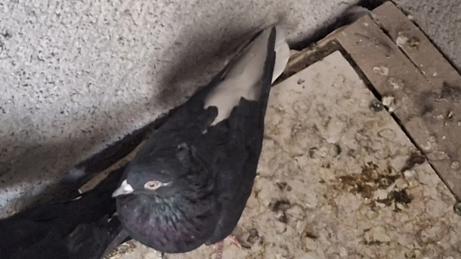 سیاه دم سفید کاکل میخ یک جفت مطلق تخت دم سفید|پرنده|نجفآباد, فاز ۴ شهرک آزادگان|دیوار