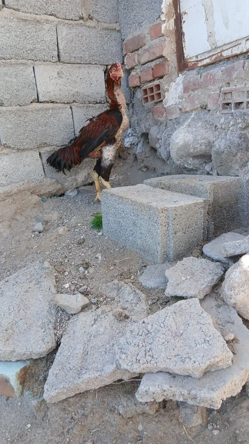 خروس لاری|حیوانات مزرعه|اسکو, |دیوار