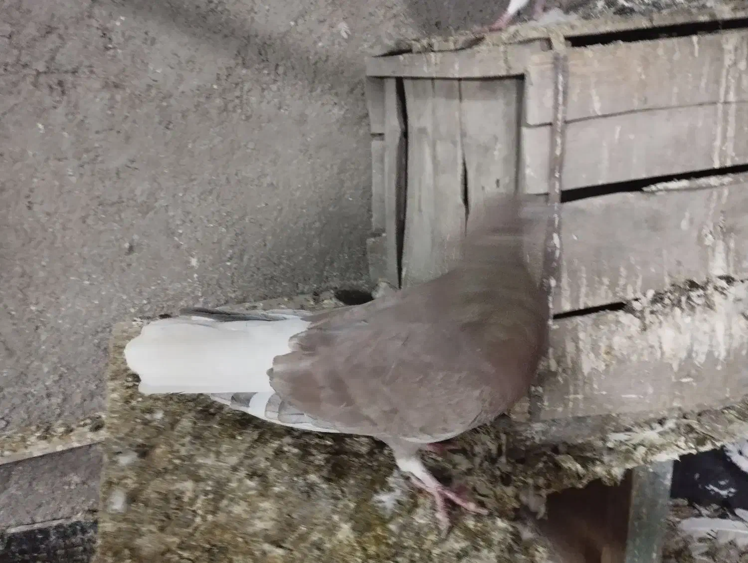 کفتر دم سفید شونی|پرنده|بروجرد, |دیوار