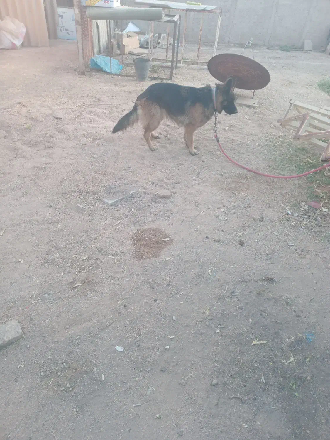 سگ ماده ژرمن شولان. اصل ژرمنی|سگ|طبس, |دیوار