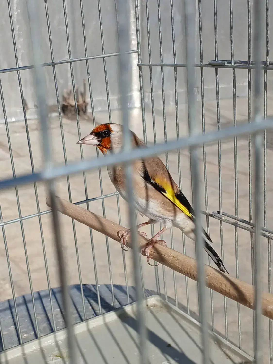 سهره نر|پرنده|بیجار, |دیوار