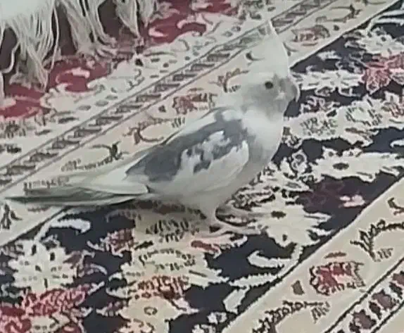 عروس هلندی وایت فیس|پرنده|خان ببین, |دیوار