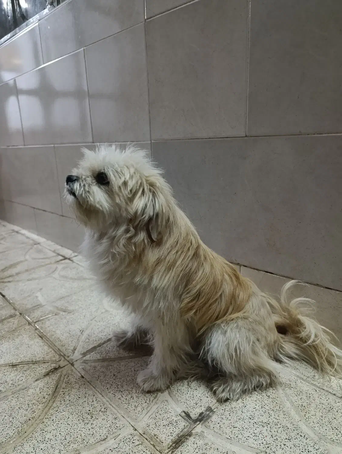 فروش سگ پا کوتاه|سگ|لنجان, |دیوار