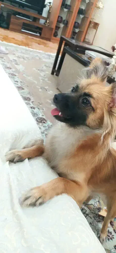 واگذاری پامر اشپیتز|سگ|قزوین, |دیوار