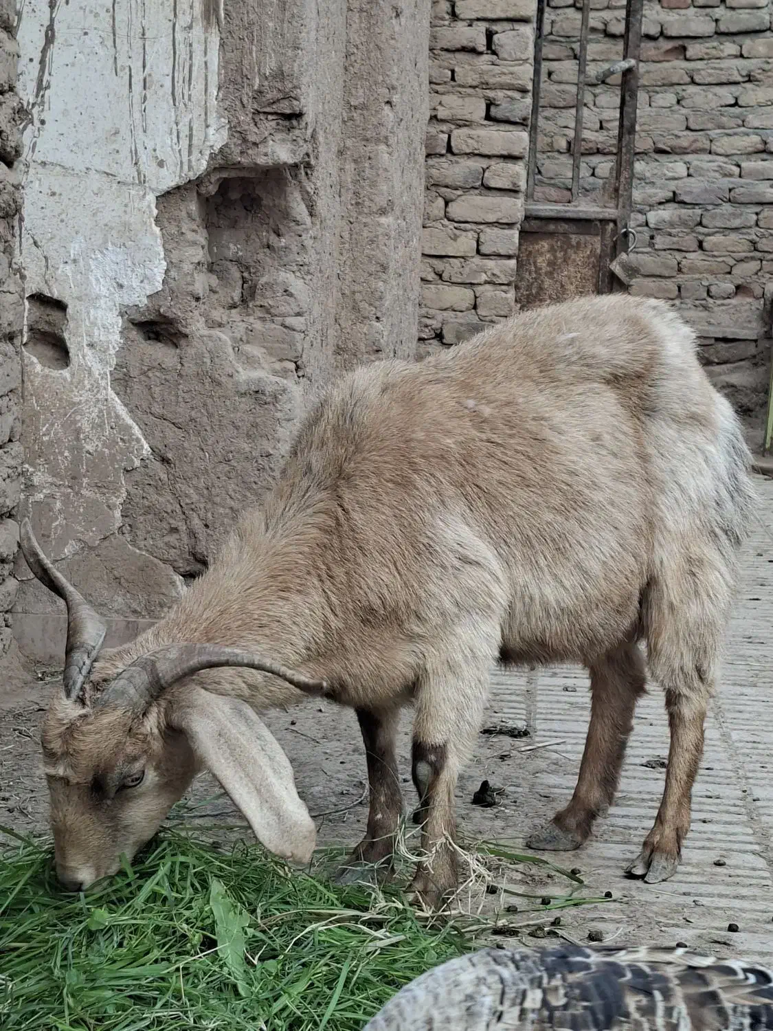 فروش گوسفند|حیوانات مزرعه|بم, |دیوار