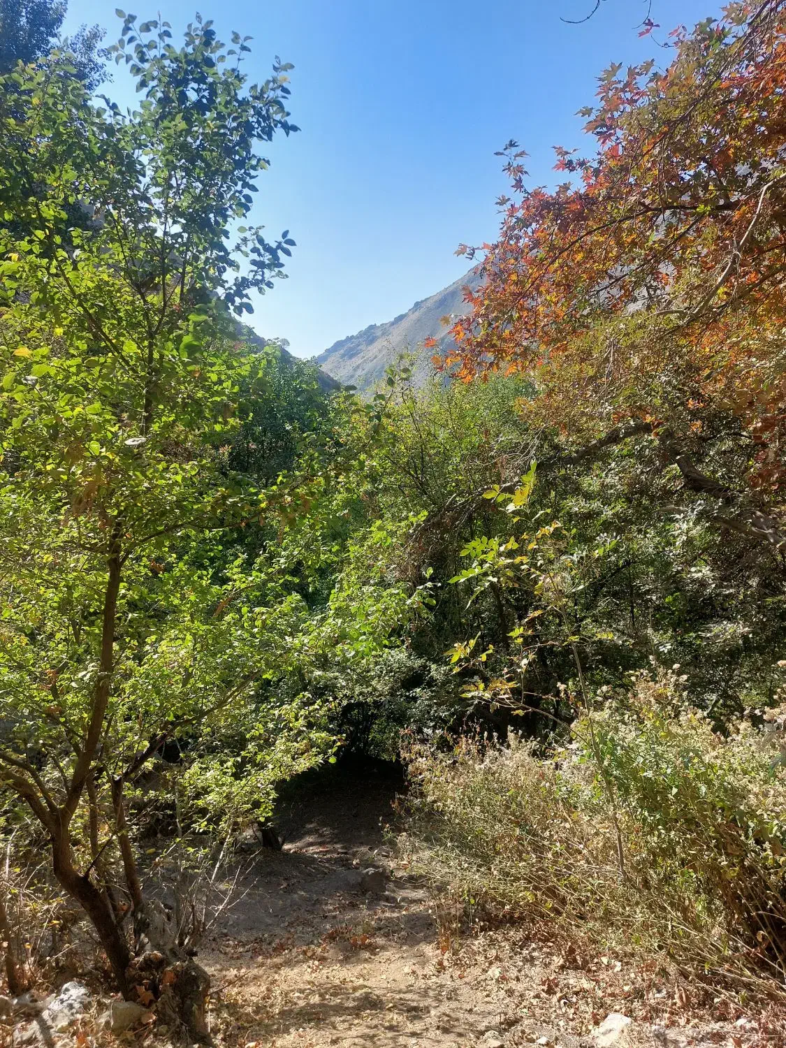 تور نیمروزه ی انگلیسی|تور و چارتر|فشم, |دیوار