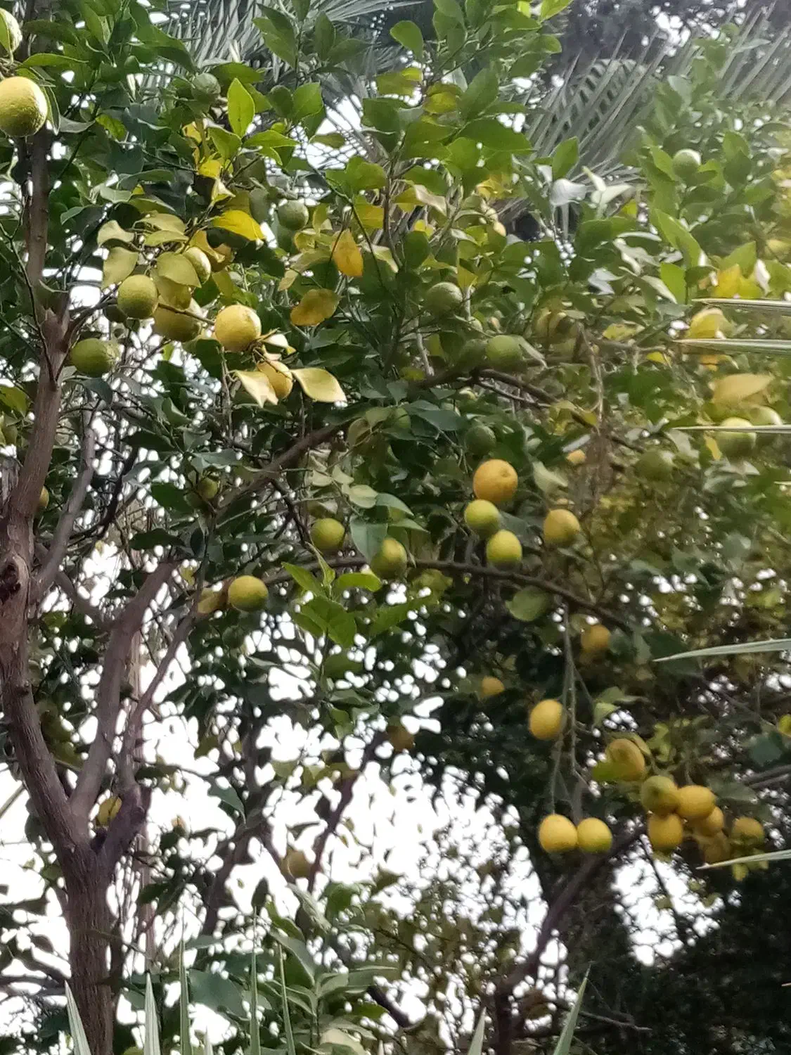 لیموی سنگی|خوردنی و آشامیدنی|آکند, |دیوار