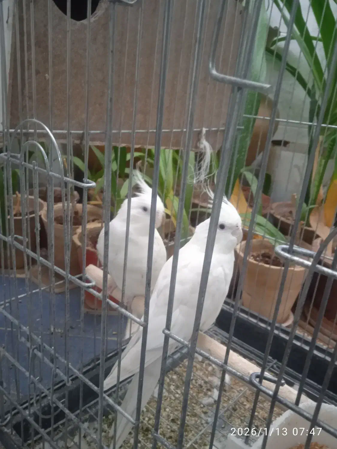 عروس هلندی|پرنده|اردکان, |دیوار