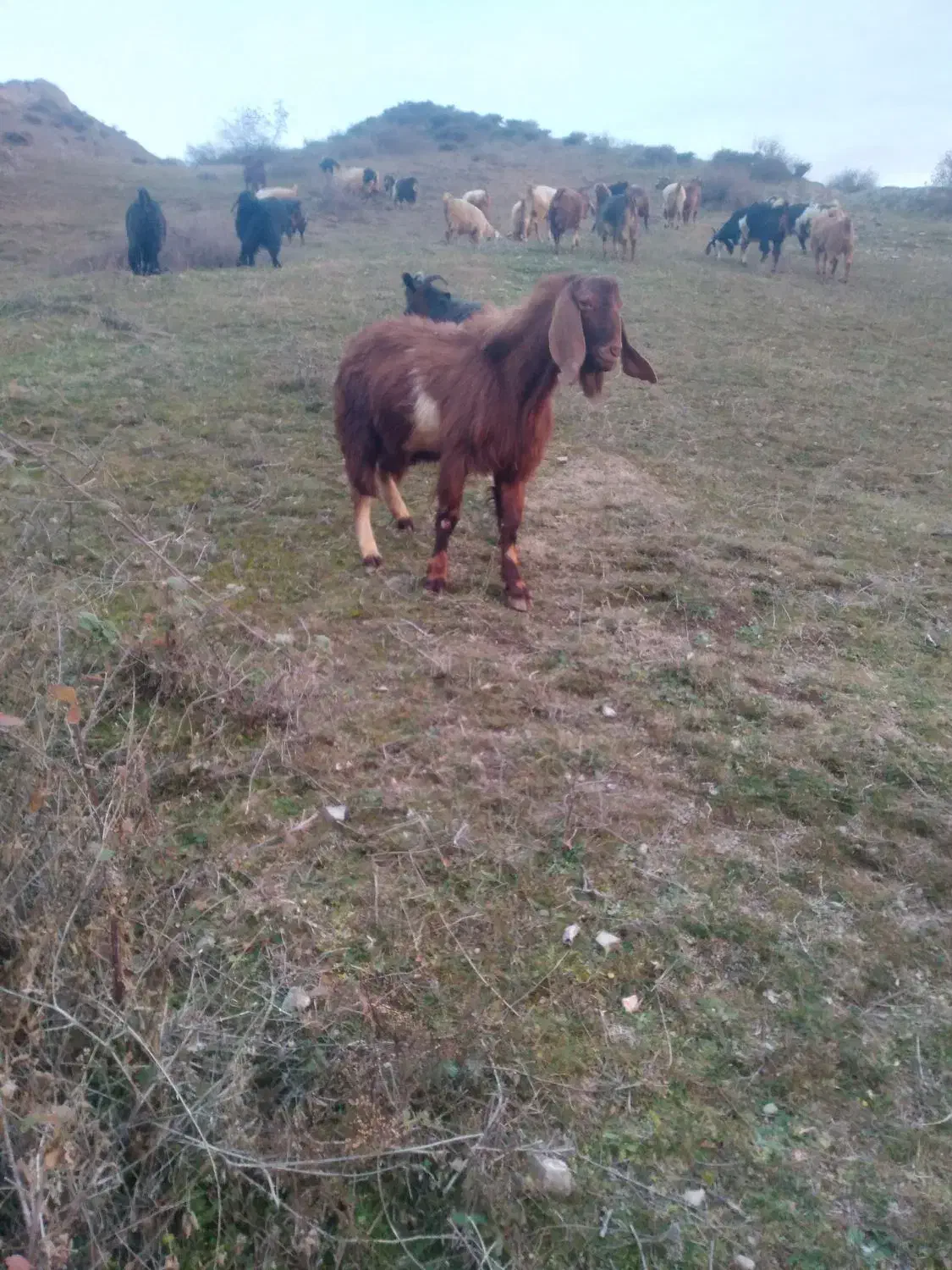 نر جوان عراقی|حیوانات مزرعه|اهر, |دیوار