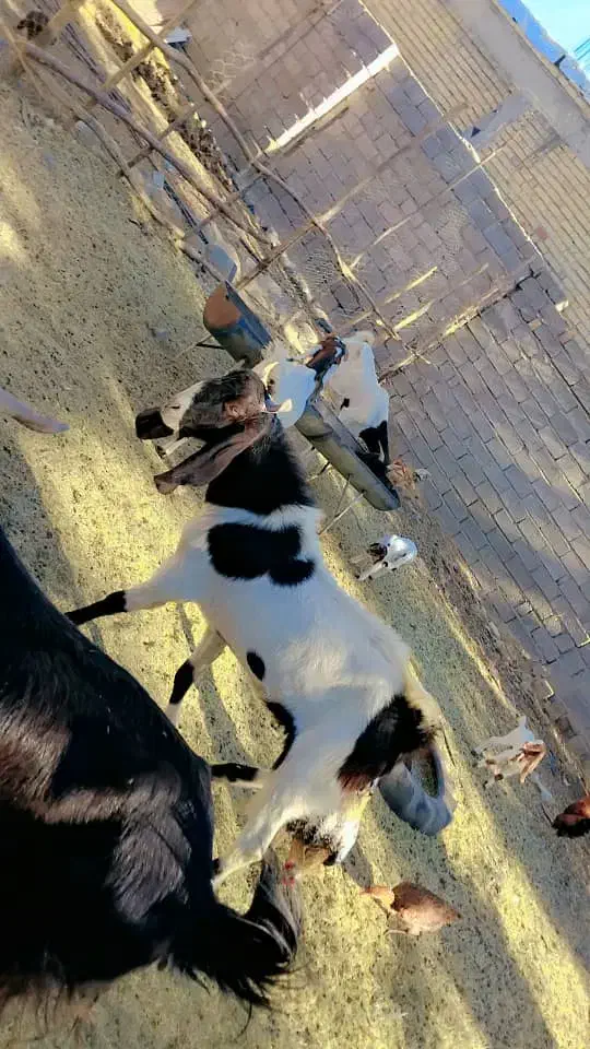 بز دو کهره و یک بز با یک کهره و نری|حیوانات مزرعه|جیرفت, |دیوار