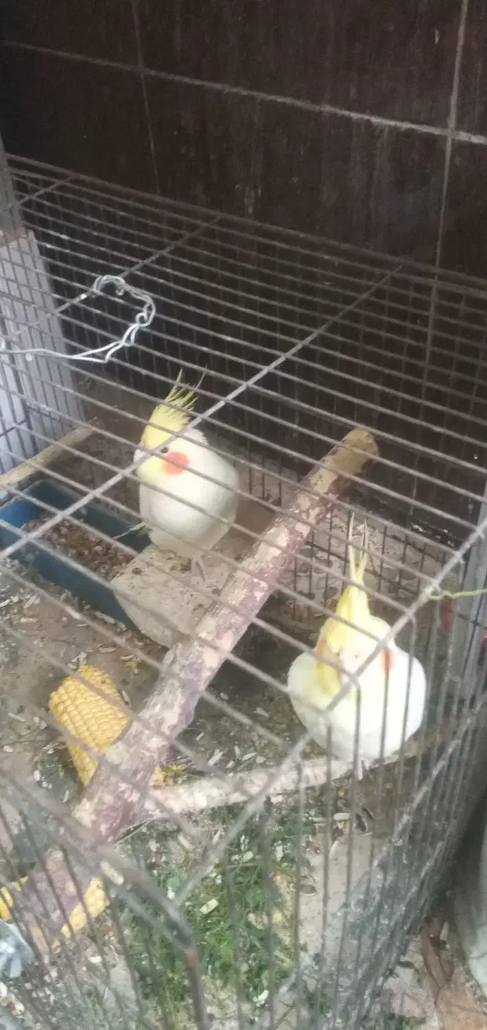 عروس هلندی|پرنده|بندر ماهشهر, |دیوار