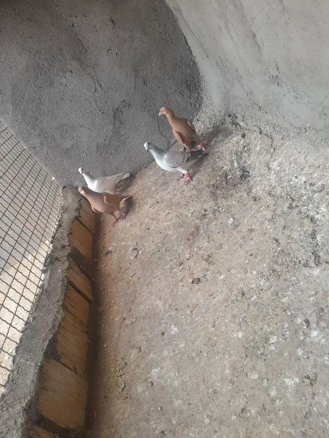 کبوتر|پرنده|تربت‌حیدریه, بالا ولایت|دیوار