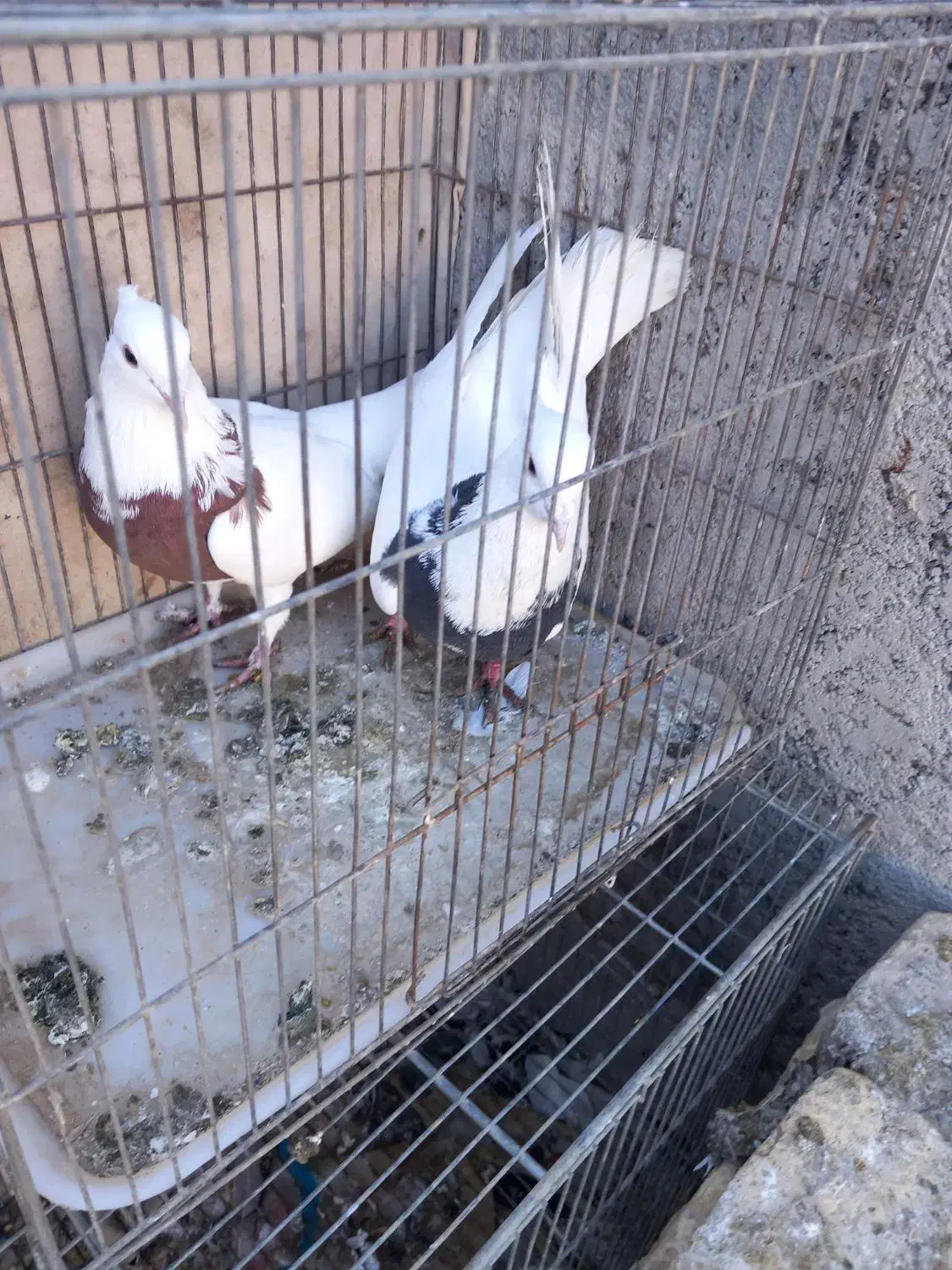 طوقی|پرنده|سامان, |دیوار