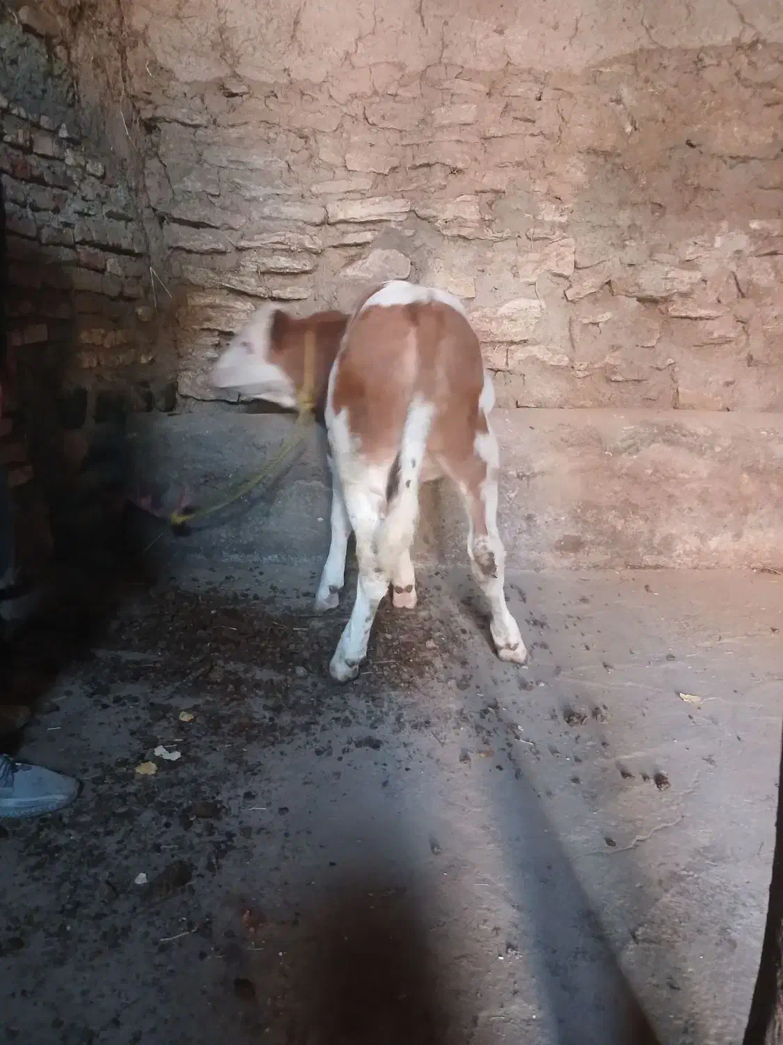 گوساله نر سیمینتال قرمز جنس درجه یک|حیوانات مزرعه|مهربان, |دیوار