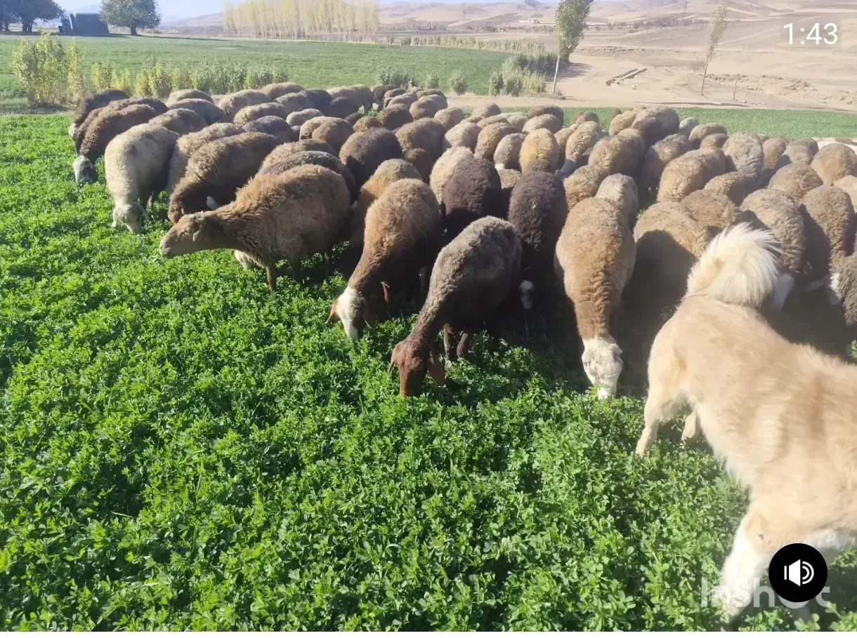 گوسفند گوشتی|حیوانات مزرعه|سنقر, |دیوار