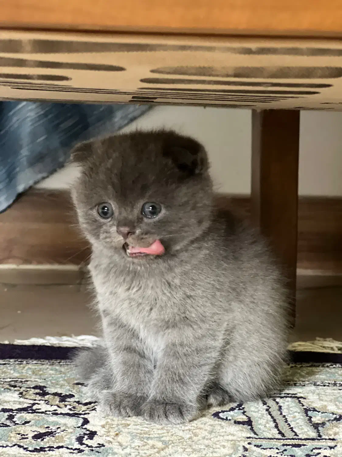 گربه اسکاتیش دبل فولد|گربه|نوشهر, |دیوار