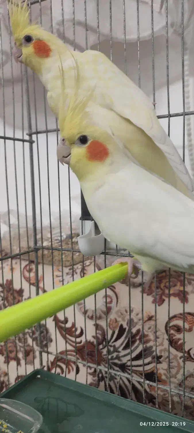 جفت عروس هلندی لوتینو|پرنده|کاشان, فاز ۲ ناجی آباد|دیوار