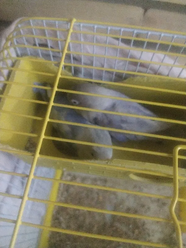 طوطی|پرنده|اصفهان, پارک خبرنگار|دیوار