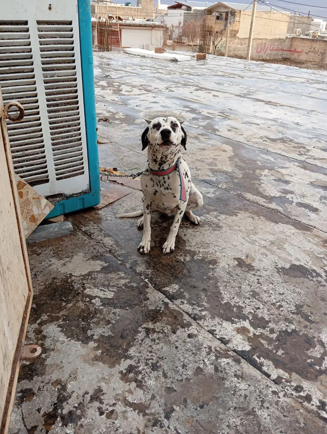 دالمیشن|سگ|خرم‌آباد, |دیوار