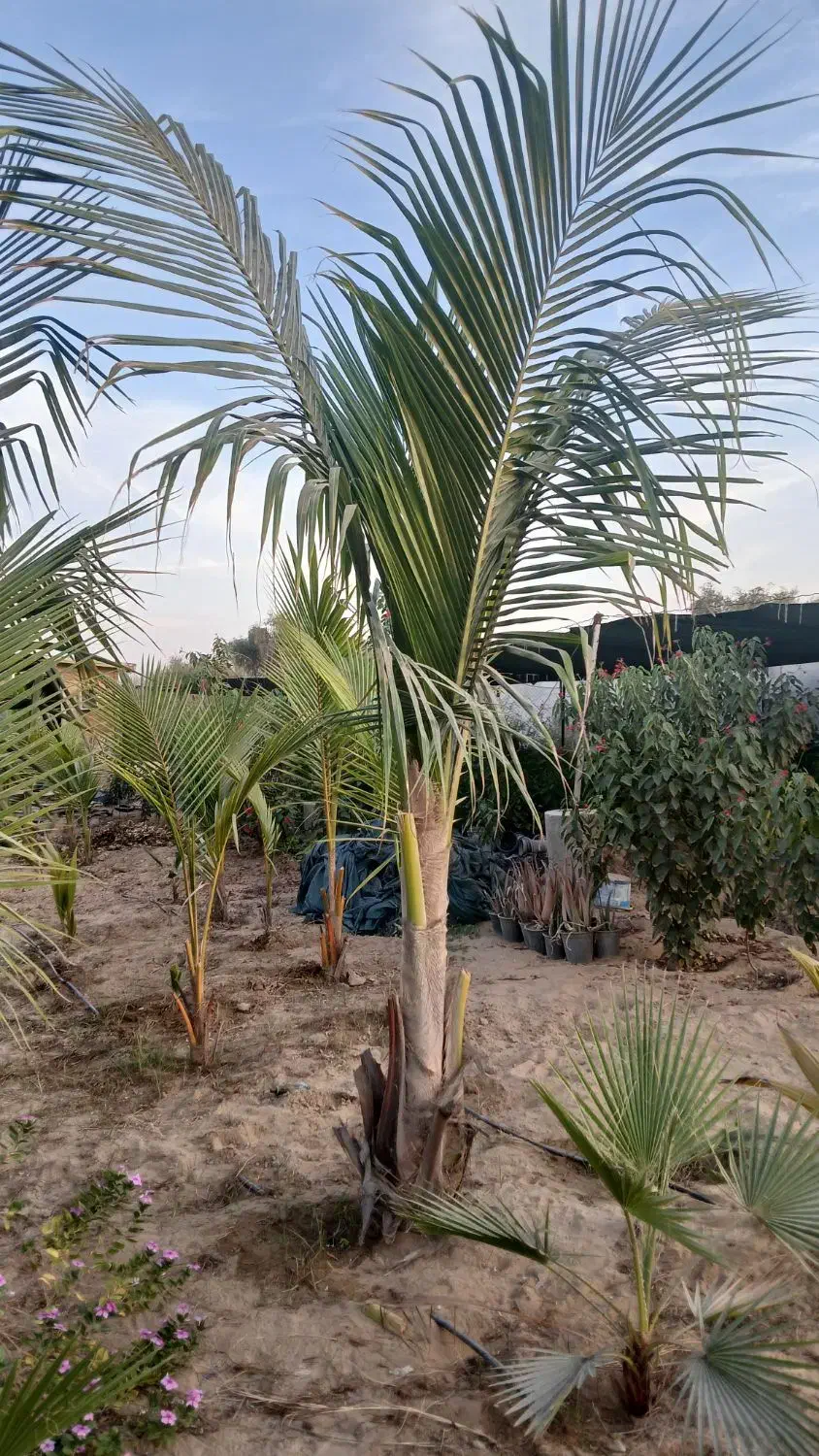 نهال نارگیل و گل های گرمسیری|گل و گیاه طبیعی|بندرعباس, |دیوار