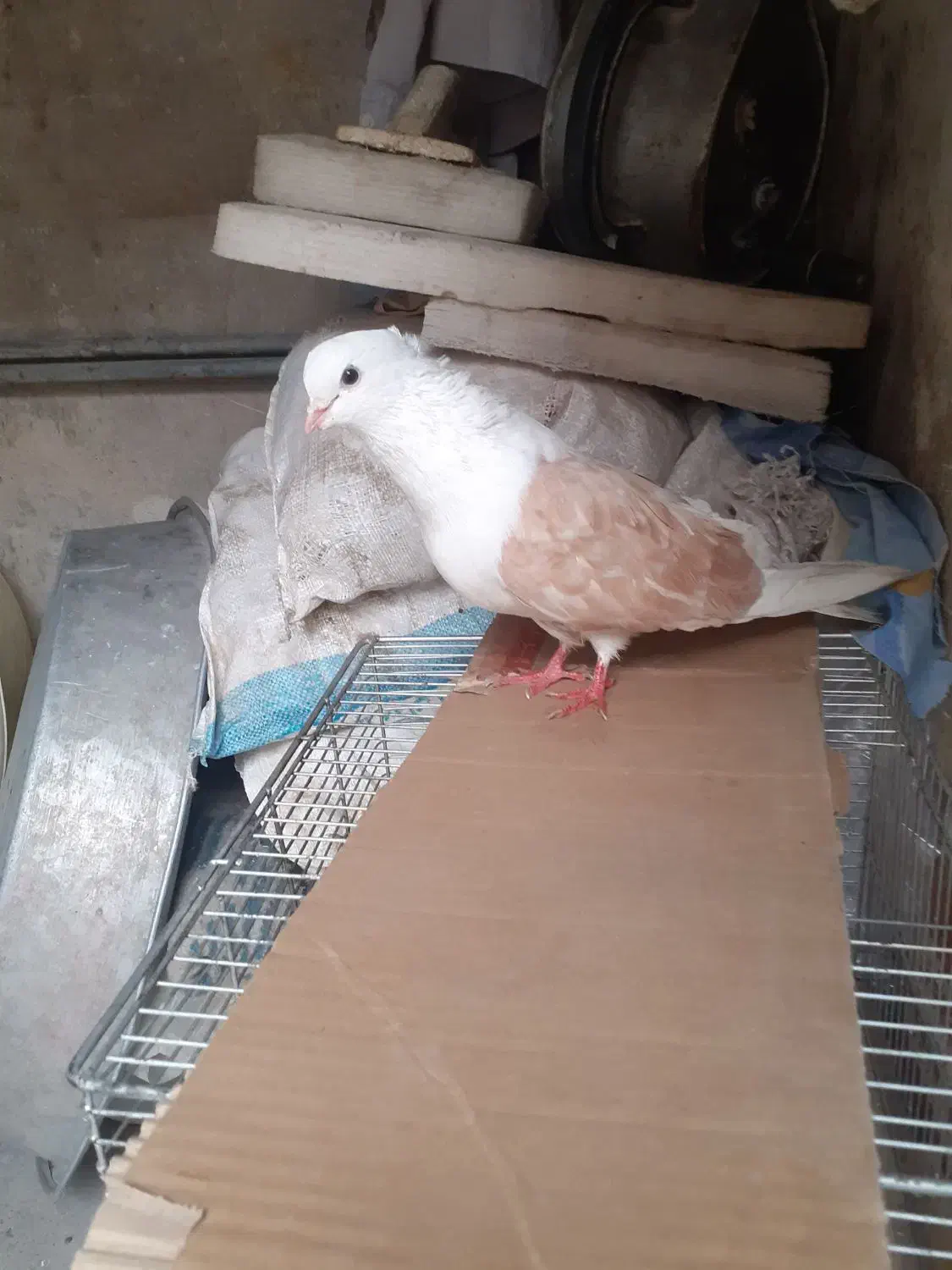 کفتر زینتی وپرشی|پرنده|اسلامشهر, شهرک امام حسین (میان آباد)|دیوار