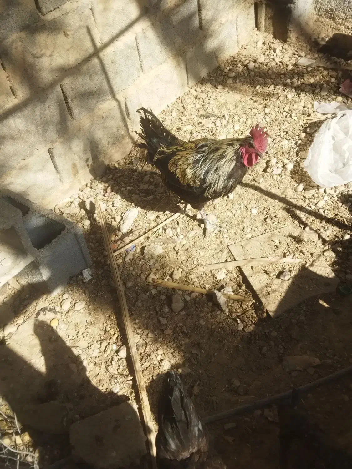 مرغ و خروس|حیوانات مزرعه|جهرم, |دیوار