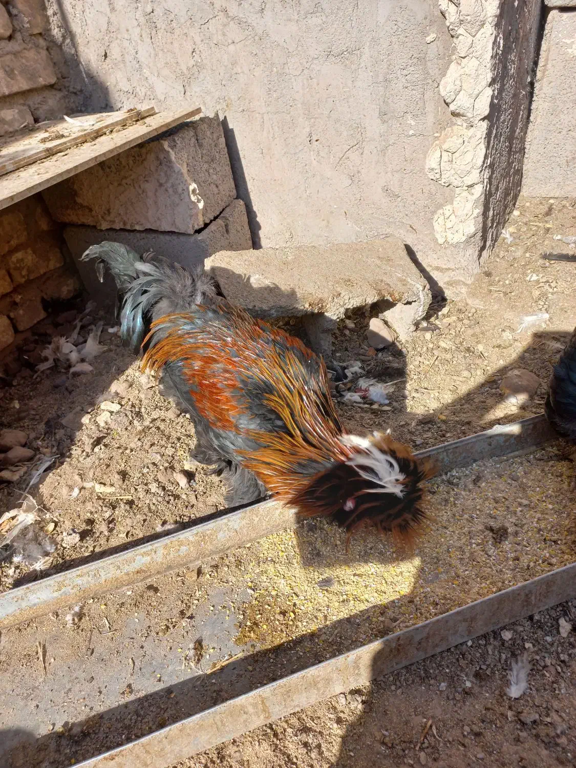 تخمرغ نطفه دار گلین سلطان گردن لخت|حیوانات مزرعه|رفسنجان, |دیوار