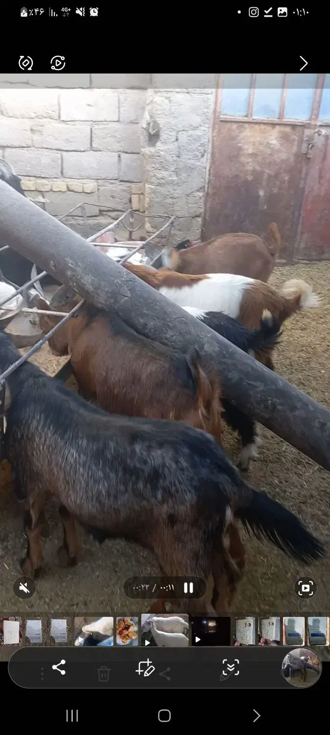 کهره چاق قیمت ۳۳۰|حیوانات مزرعه|شهر بابک, |دیوار